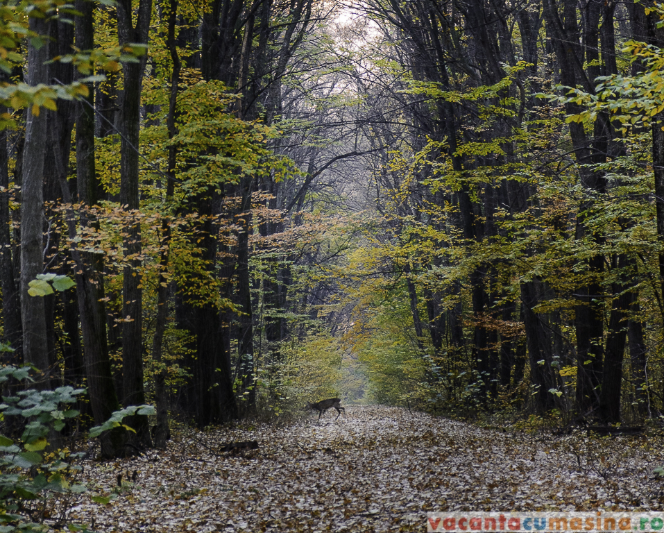 Parcul Natural Comana